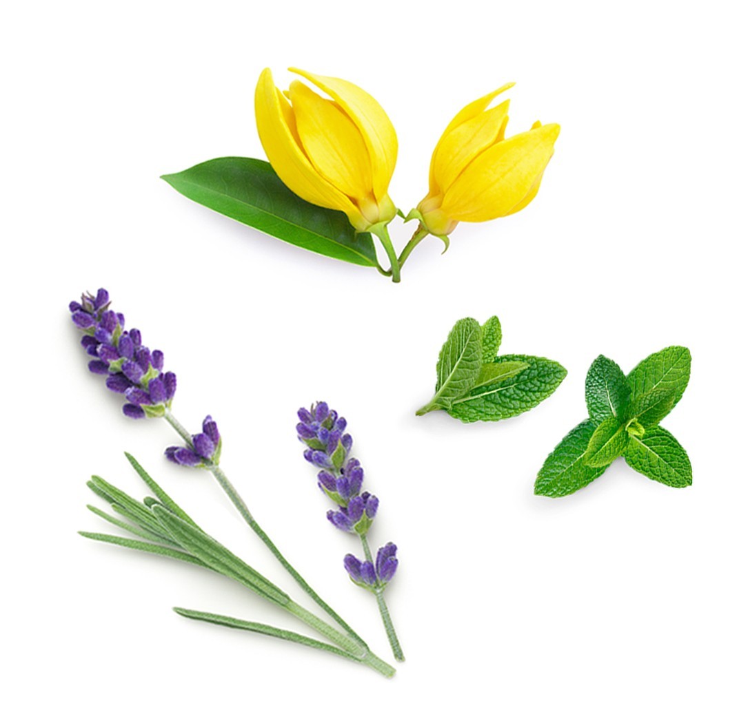 Blend de alegria Elevation doTERRA - 15 ml