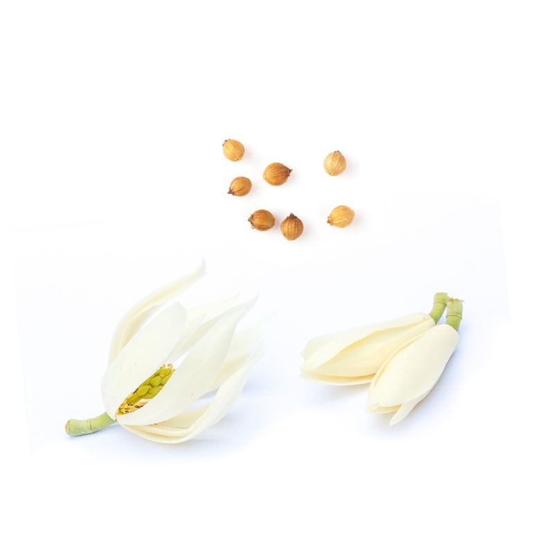 Blend de enraizamento Steady doTERRA Roll-on - 10 ml